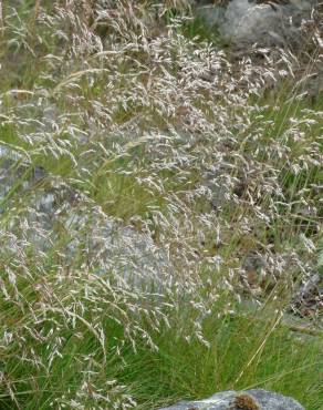 Fotografia 1 da espécie Deschampsia flexuosa no Jardim Botânico UTAD