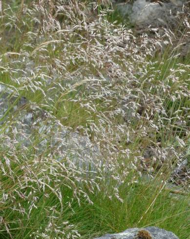 Fotografia de capa Deschampsia flexuosa - do Jardim Botânico