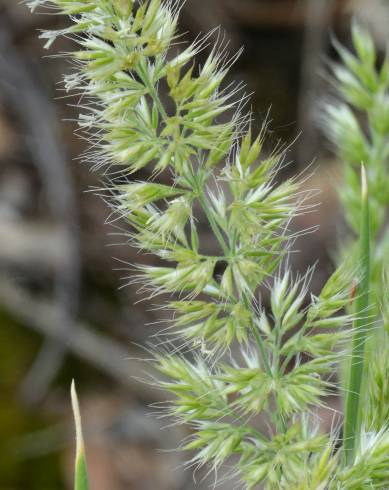 Fotografia de capa Koeleria hispanica - do Jardim Botânico