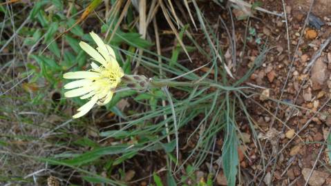 Fotografia da espécie Scorzonera angustifolia var. angustifolia