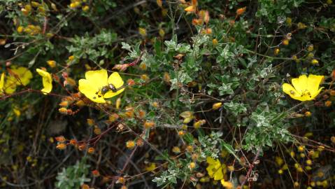 Fotografia da espécie Halimium ocymoides