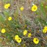 Fotografia 5 da espécie Halimium ocymoides do Jardim Botânico UTAD