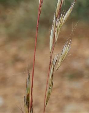 Fotografia 3 da espécie Helictochloa marginata no Jardim Botânico UTAD