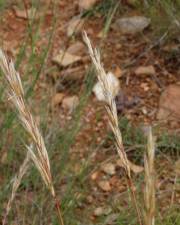 Fotografia da espécie Helictochloa marginata