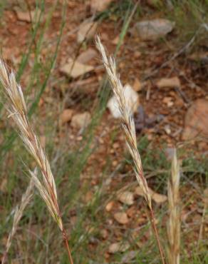 Fotografia 1 da espécie Helictochloa marginata no Jardim Botânico UTAD