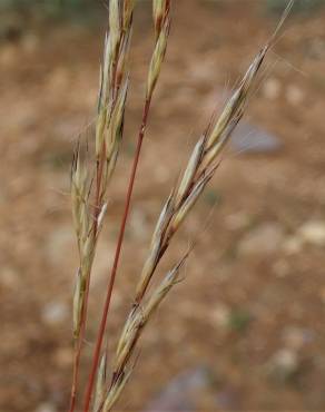 Fotografia 4 da espécie Helictochloa marginata no Jardim Botânico UTAD