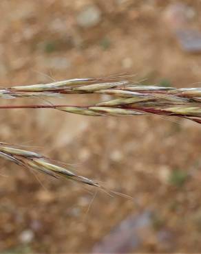 Fotografia 5 da espécie Helictochloa marginata no Jardim Botânico UTAD