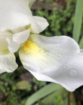 Fotografia 10 da espécie Iris albicans no Jardim Botânico UTAD