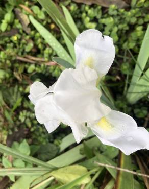 Fotografia 11 da espécie Iris albicans no Jardim Botânico UTAD