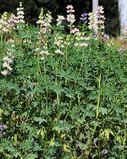 Fotografia da espécie Lupinus mutabilis