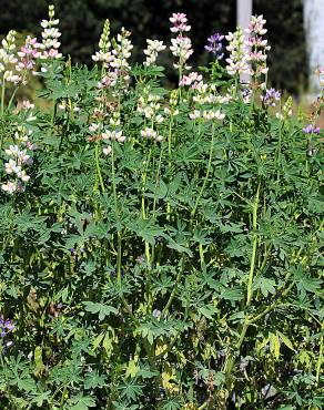 Fotografia 1 da espécie Lupinus mutabilis no Jardim Botânico UTAD