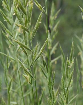 Fotografia 30 da espécie Brachypodium sylvaticum no Jardim Botânico UTAD