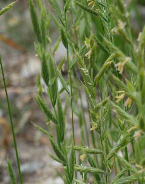 Fotografia 32 da espécie Brachypodium sylvaticum no Jardim Botânico UTAD