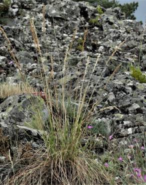 Fotografia 1 da espécie Festuca paniculata no Jardim Botânico UTAD