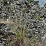 Fotografia 1 da espécie Festuca paniculata do Jardim Botânico UTAD