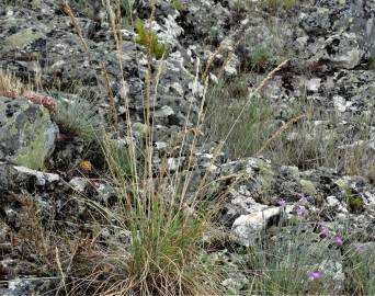 Fotografia da espécie Festuca paniculata