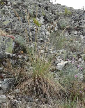 Fotografia 3 da espécie Festuca paniculata no Jardim Botânico UTAD