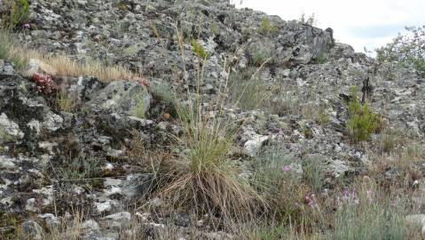 Fotografia da espécie Festuca paniculata