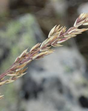 Fotografia 4 da espécie Festuca paniculata no Jardim Botânico UTAD