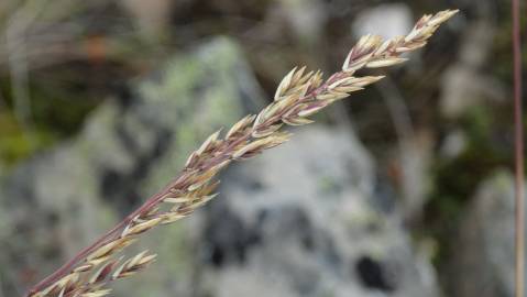 Fotografia da espécie Festuca paniculata