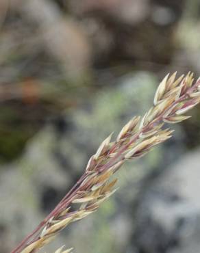 Fotografia 5 da espécie Festuca paniculata no Jardim Botânico UTAD