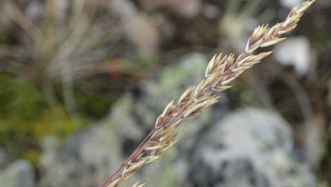 Fotografia da espécie Festuca paniculata