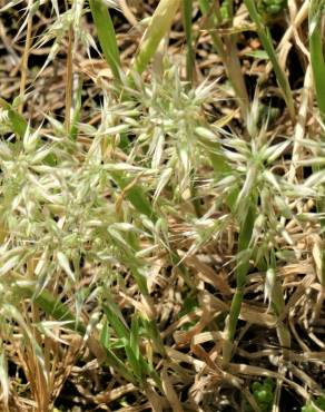 Fotografia 9 da espécie Holcus annuus subesp. duriensis no Jardim Botânico UTAD