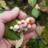 Fotografia 5 da espécie Euonymus fortunei var. radicans do Jardim Botânico UTAD