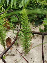 Fotografia da espécie Equisetum telmateia