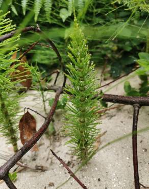 Fotografia 14 da espécie Equisetum telmateia no Jardim Botânico UTAD