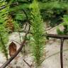 Fotografia 14 da espécie Equisetum telmateia do Jardim Botânico UTAD