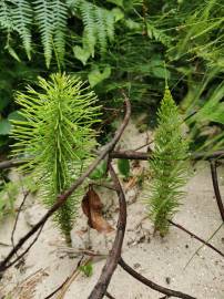 Fotografia da espécie Equisetum telmateia