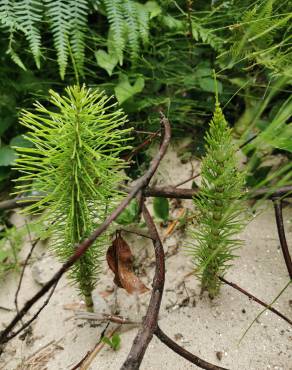 Fotografia 15 da espécie Equisetum telmateia no Jardim Botânico UTAD