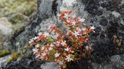 Fotografia da espécie Sedum brevifolium