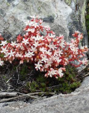 Fotografia 18 da espécie Sedum brevifolium no Jardim Botânico UTAD