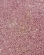 Fotografia da espécie Agrostis truncatula