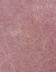 Agrostis truncatula subesp. truncatula