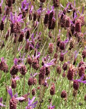 Fotografia 16 da espécie Lavandula pedunculata no Jardim Botânico UTAD