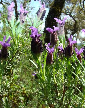 Fotografia 4 da espécie Lavandula stoechas subesp. stoechas no Jardim Botânico UTAD