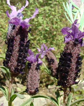 Fotografia 5 da espécie Lavandula stoechas subesp. stoechas no Jardim Botânico UTAD