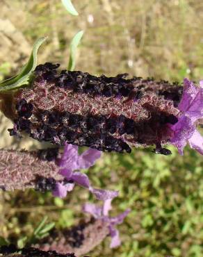 Fotografia 6 da espécie Lavandula stoechas subesp. stoechas no Jardim Botânico UTAD