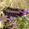 Fotografia 6 da espécie Lavandula stoechas subesp. stoechas do Jardim Botânico UTAD