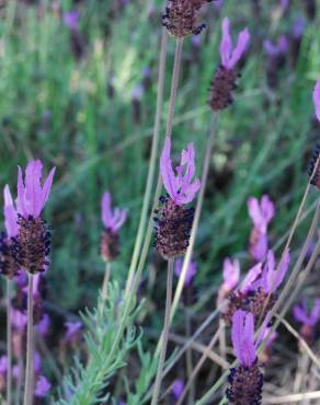 Fotografia 18 da espécie Lavandula pedunculata no Jardim Botânico UTAD