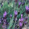 Fotografia 18 da espécie Lavandula pedunculata do Jardim Botânico UTAD