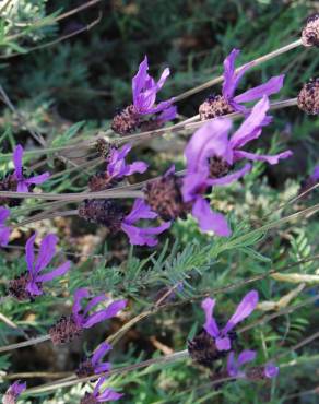 Fotografia 19 da espécie Lavandula pedunculata no Jardim Botânico UTAD