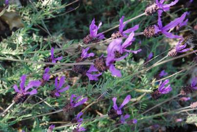 Fotografia da espécie Lavandula pedunculata