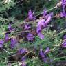 Fotografia 19 da espécie Lavandula pedunculata do Jardim Botânico UTAD