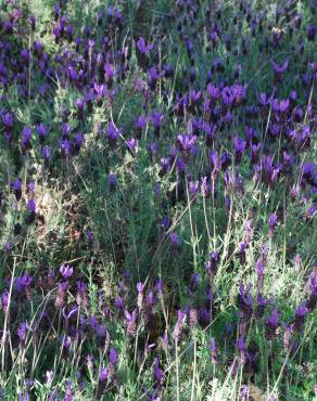 Fotografia 20 da espécie Lavandula pedunculata no Jardim Botânico UTAD