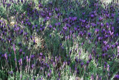 Fotografia da espécie Lavandula pedunculata