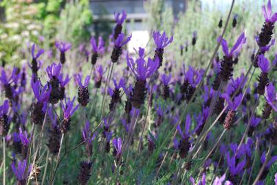 Fotografia da espécie Lavandula pedunculata